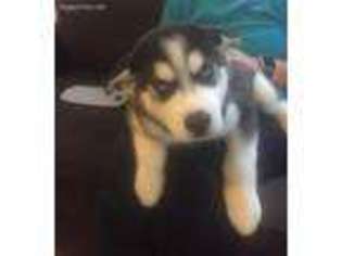 Siberian Husky Puppy for sale in West Allis, WI, USA