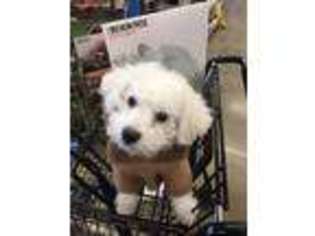Bichon Frise Puppy for sale in Upper Marlboro, MD, USA