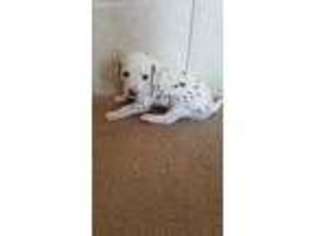 Dalmatian Puppy for sale in San Marcos, TX, USA