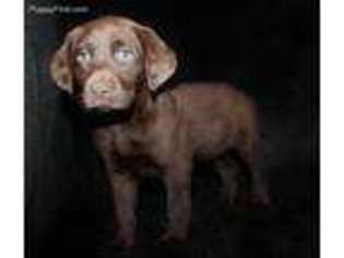 Labrador Retriever Puppy for sale in Koshkonong, MO, USA