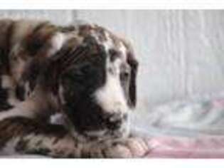 Great Dane Puppy for sale in Lynn, IN, USA