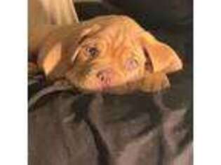 American Bull Dogue De Bordeaux Puppy for sale in Joppa, MD, USA
