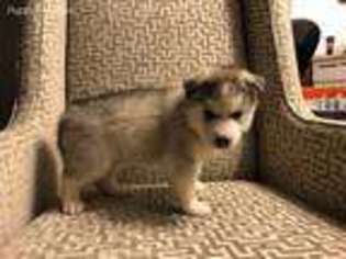 Siberian Husky Puppy for sale in Ypsilanti, MI, USA