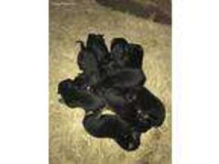 German Shepherd Dog Puppy for sale in Fairview, MO, USA