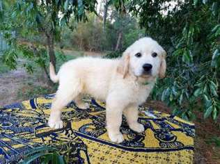Golden Retriever Puppy for sale in Floral City, FL, USA