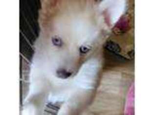 Mutt Puppy for sale in Emlenton, PA, USA