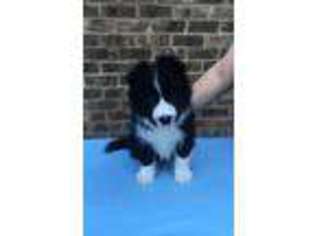 Border Collie Puppy for sale in Murfreesboro, TN, USA