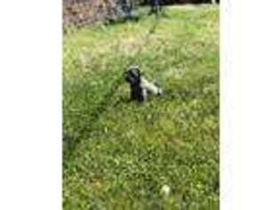 Neapolitan Mastiff Puppy for sale in Watts, OK, USA