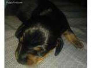 Dachshund Puppy for sale in Mc Farland, KS, USA