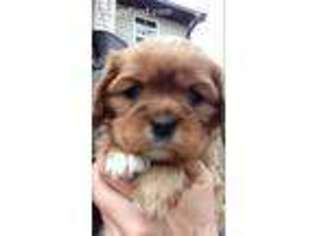 Cavalier King Charles Spaniel Puppy for sale in Hinckley, MN, USA