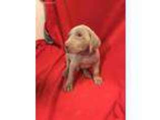Weimaraner Puppy for sale in New Plymouth, ID, USA