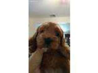 Cock-A-Poo Puppy for sale in Wappingers Falls, NY, USA