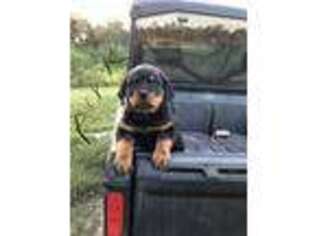 Rottweiler Puppy for sale in Magnolia, AR, USA