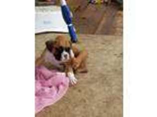Boxer Puppy for sale in Austin, TX, USA