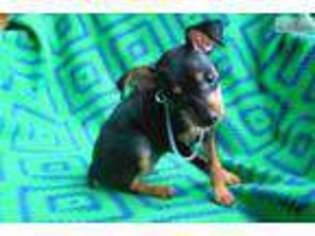 Miniature Pinscher Puppy for sale in Winston Salem, NC, USA
