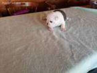 Mutt Puppy for sale in Benson, AZ, USA