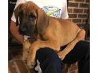 Great Dane Puppy for sale in Hartville, OH, USA