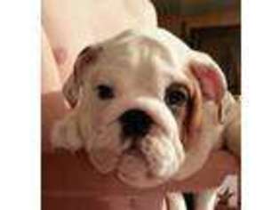 Bulldog Puppy for sale in VENICE, FL, USA