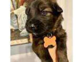 German Shepherd Dog Puppy for sale in Haines City, FL, USA