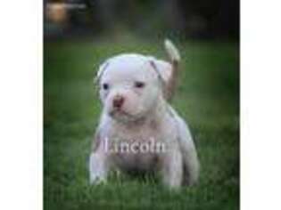 American Bulldog Puppy for sale in Meridian, ID, USA