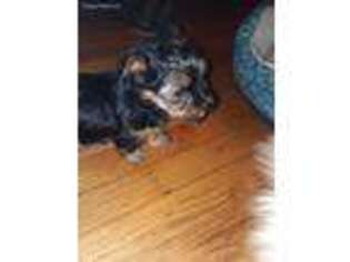 Yorkshire Terrier Puppy for sale in Sinai, SD, USA