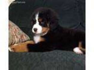 Bernese Mountain Dog Puppy for sale in Coshocton, OH, USA