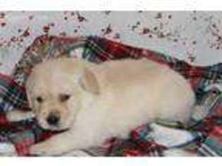 Golden Retriever Puppy for sale in Blanchard, OK, USA