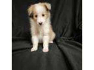 Shetland Sheepdog Puppy for sale in Ontario, NY, USA