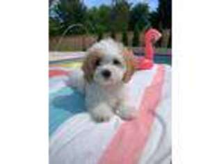 Cavachon Puppy for sale in Cumming, GA, USA