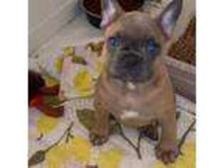 French Bulldog Puppy for sale in Ramona, CA, USA