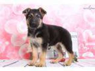 German Shepherd Dog Puppy for sale in Baltimore, MD, USA
