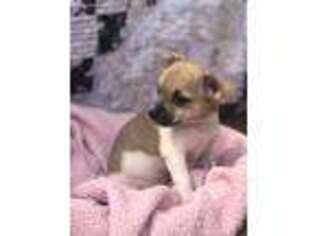Chihuahua Puppy for sale in Lititz, PA, USA