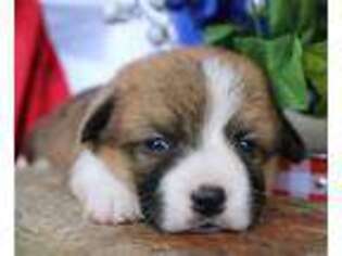 Pembroke Welsh Corgi Puppy for sale in Bells, TX, USA