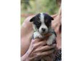Pembroke Welsh Corgi Puppy for sale in Pleasanton, KS, USA