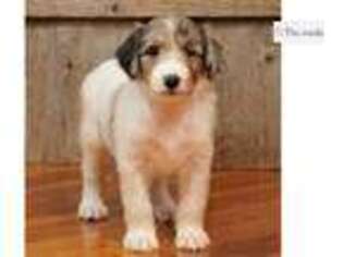 Cadoodle Puppy for sale in Springfield, MO, USA