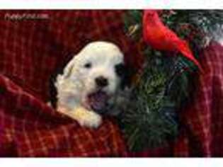 Old English Sheepdog Puppy for sale in Strasburg, OH, USA