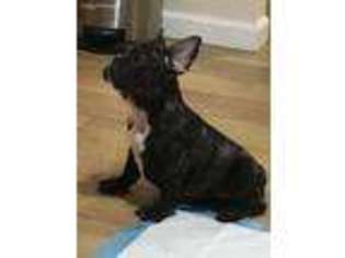 French Bulldog Puppy for sale in Haddock, GA, USA