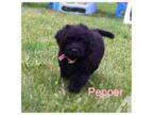 Mutt Puppy for sale in BELDENVILLE, WI, USA