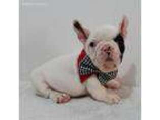 French Bulldog Puppy for sale in Pembroke Pines, FL, USA