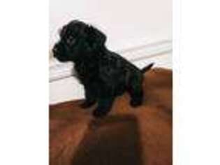 Scottish Terrier Puppy for sale in Newmanstown, PA, USA