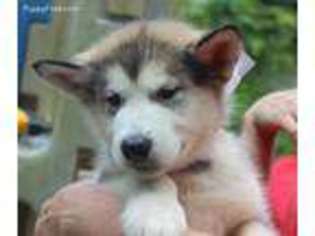 Alaskan Malamute Puppy for sale in Spring City, TN, USA