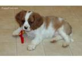 Cavalier King Charles Spaniel Puppy for sale in Washougal, WA, USA