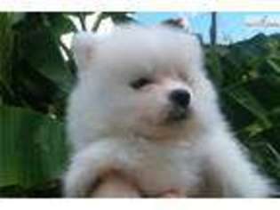American Eskimo Dog Puppy for sale in Knoxville, TN, USA