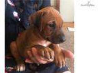 Rhodesian Ridgeback Puppy for sale in Syracuse, NY, USA