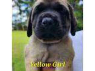 Mastiff Puppy for sale in Faison, NC, USA