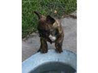 French Bulldog Puppy for sale in Onalaska, TX, USA