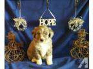 Australian Shepherd Puppy for sale in PINE VALLEY, CA, USA