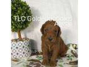 Goldendoodle Puppy for sale in San Diego, CA, USA