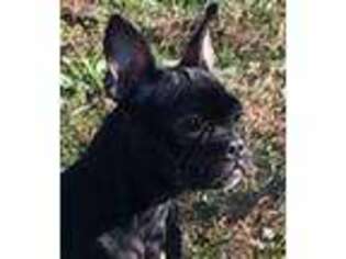 French Bulldog Puppy for sale in Baltimore, OH, USA