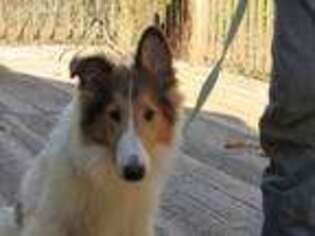 Collie Puppy for sale in Adair, OK, USA